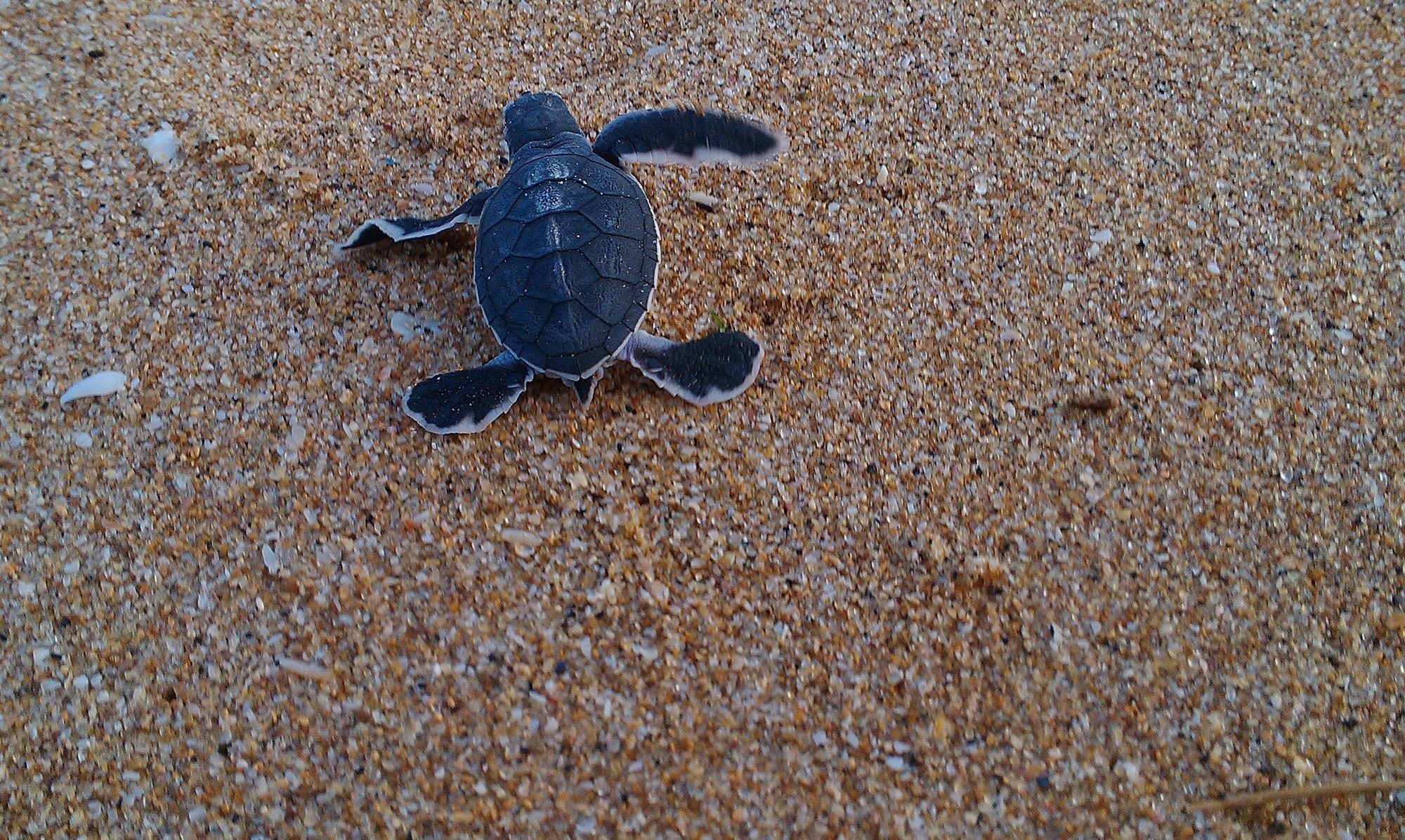Ananthaya Beach Тангалла Экстерьер фото